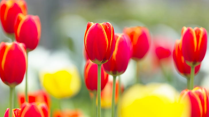 Red tulip flowers macro photography, blurry background, HD wallpaper
