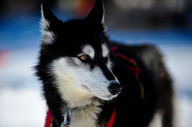 black and white wolfdog, husky, puppy, snout, sled Dog, snow