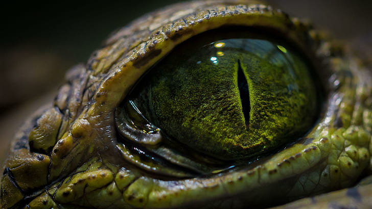 Crocodile eye, green animal eye, animals, 2560x1440, HD wallpaper