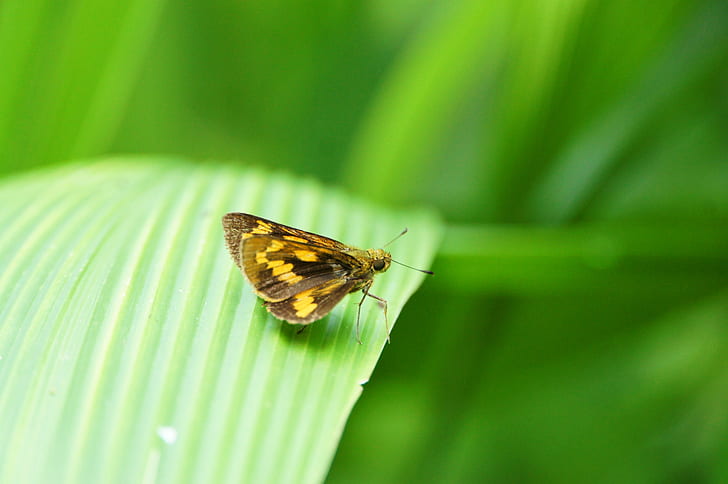 selective focus photography of yellow and brown insect, butterfly, HD wallpaper
