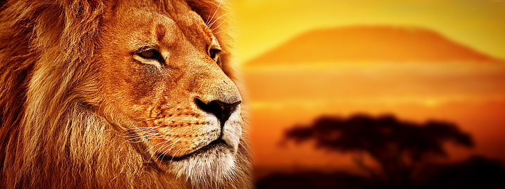 lion, 8k, Savanna, HD wallpaper