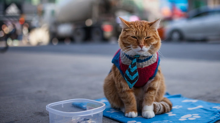 orange tabby cat, orange Tabby cat in blue necktie, street, pets