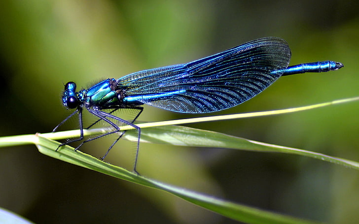 Blue Dragonfly Insect From Nature Desktop Hd Wallpaper For Mobile Phones Tablet And Pc 3840×2400
