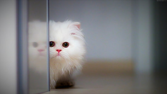 HD wallpaper: Cat, kitten, 4K, funny animals | Wallpaper Flare