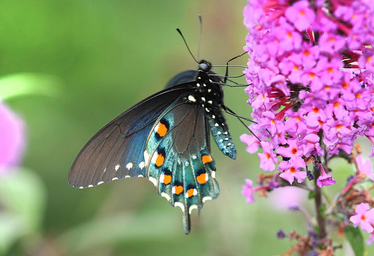 teal and black butterfly on pink flowers, swallowtail, swallowtail