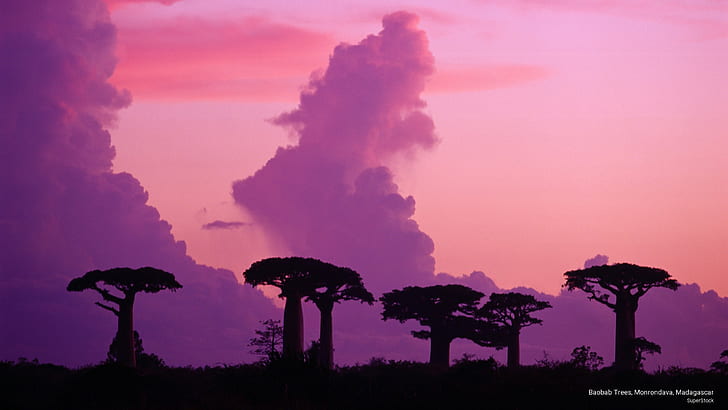 Baobab Trees, Monrondava, Madagascar, Nature, HD wallpaper