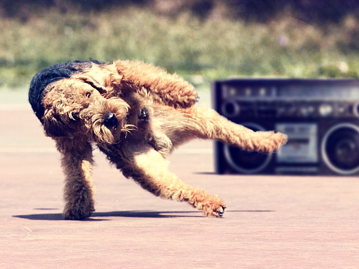 long-coated brown dog, dancing, music, one animal, domestic, mammal, HD wallpaper
