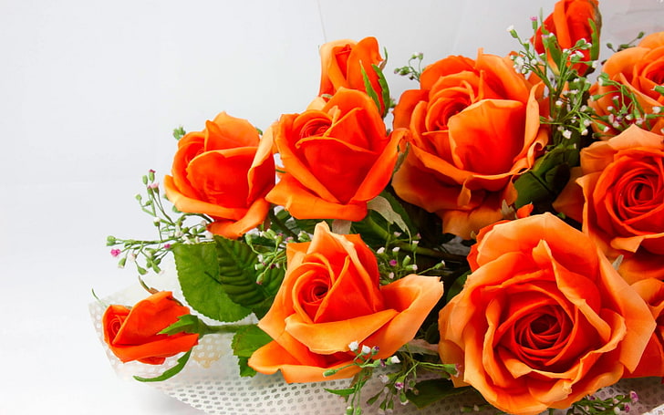 rose desktop  pictures, flower, flowering plant, rose - flower, HD wallpaper