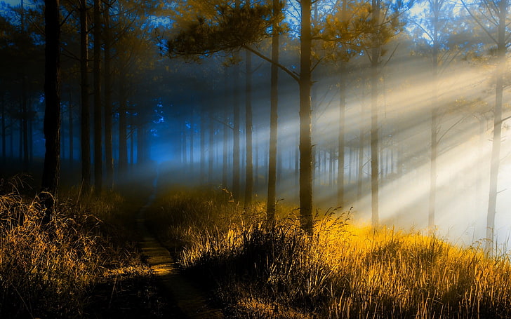 bare trees, nature, landscape, sun rays, forest, path, sunlight