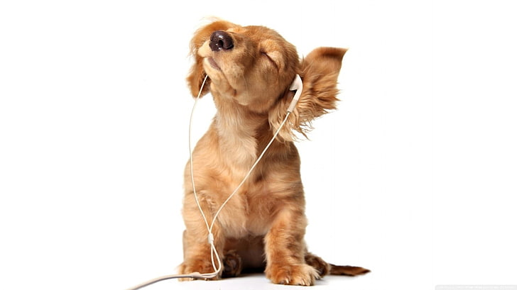 brown dog, earphones, animals, baby animals, white background, HD wallpaper
