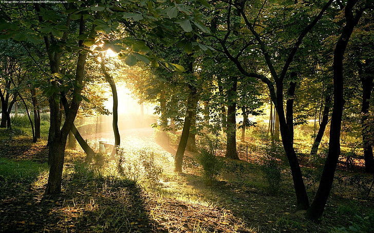 forest, trees, nature, sunlight, plants, tranquility, beauty in nature, HD wallpaper