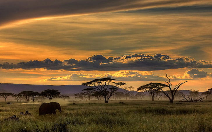 HD wallpaper: African Safari, Animals, Trees, Sunset, Grass, Clouds,  Nature, Landscape | Wallpaper Flare