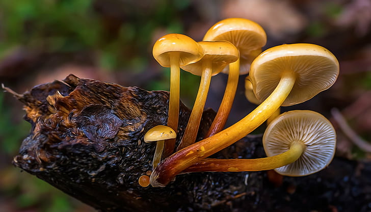 six yellow mushrooms on black tree branch in macro lens photography, HD wallpaper