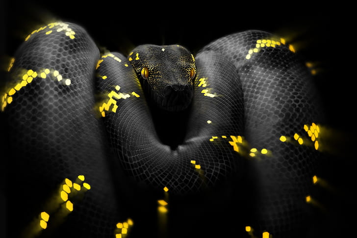 Snake, Eyes, Head, Python, Art, by Ben Judd, Surreal Snake