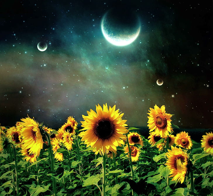 Sunflower Night, field, stars, sunflowers, moon, 3d and abstract