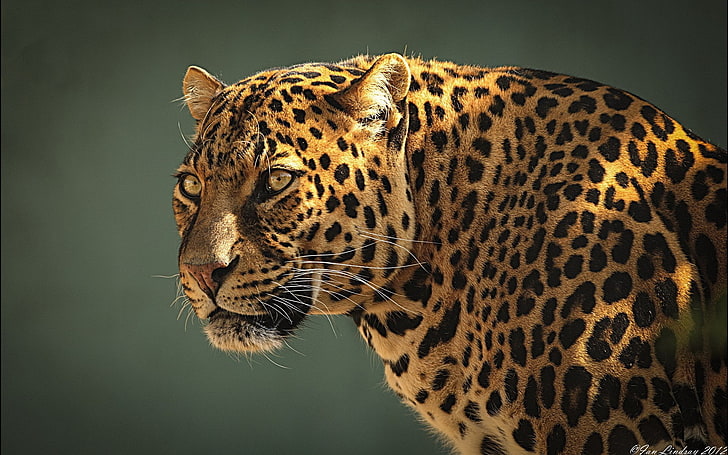 600x1024px Free Download Hd Wallpaper Jaguar Animal Feline