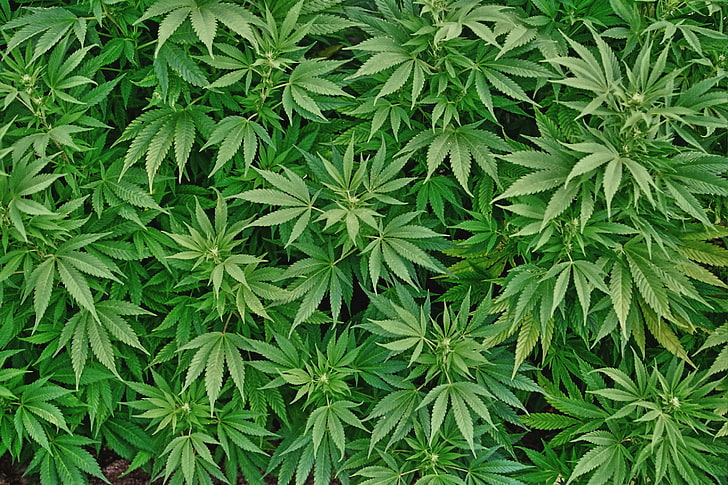 200+] Marijuana Wallpapers | Wallpapers.com