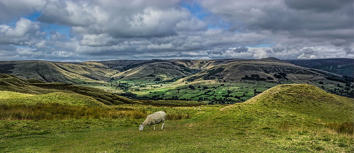 white sheep on grass field over looking hills at day time, sheep