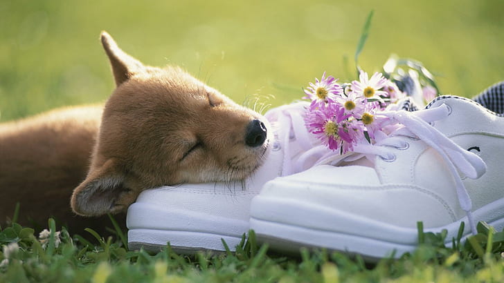 Sweet Loyalty, love, puppy, devotion, shoes, animals, HD wallpaper