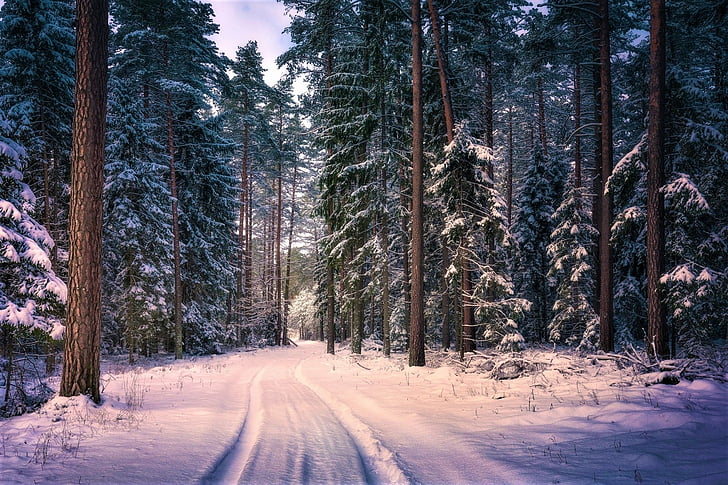 Earth, Winter, Forest, Path, Redwood, Road, Sequoia, Snow, Tree