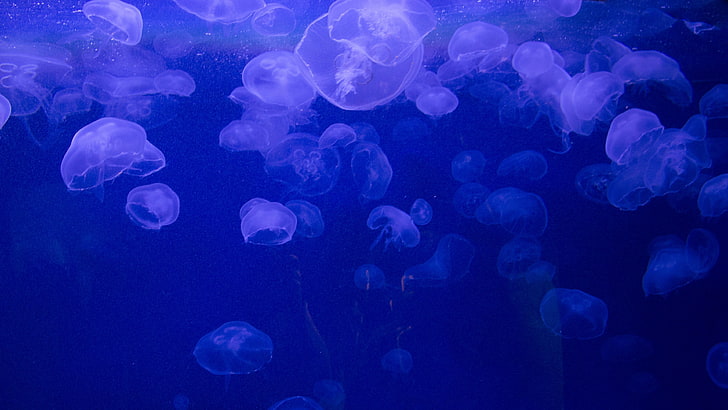 nature, sea, underwater, jellyfish, blue background, bubbles, HD wallpaper