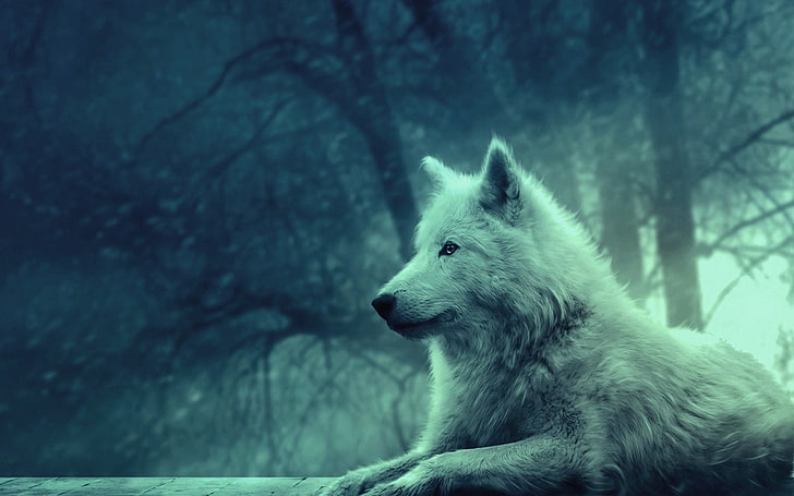 white wolf wallpaper, light, forest, wild, calm, peace, dog, animal, HD wallpaper