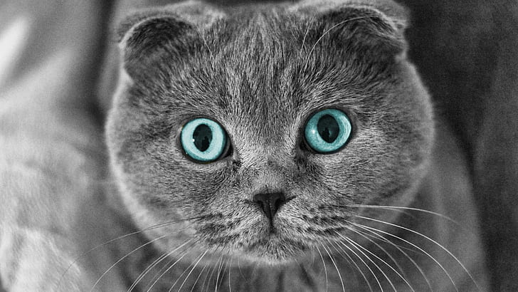 Scottish Fold Cat Blue Eyes, gorgeous, HD wallpaper
