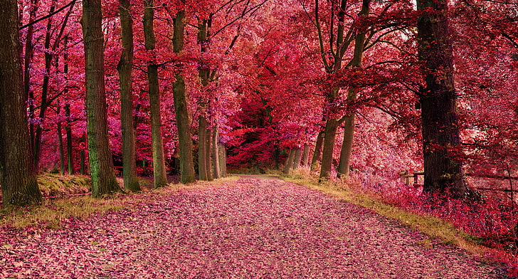 pink cherry blossom tree lot, road, autumn, forest, leaves, trees, HD wallpaper