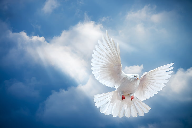 white pigeon and blue sky, the sky, light, bird, the world, peace