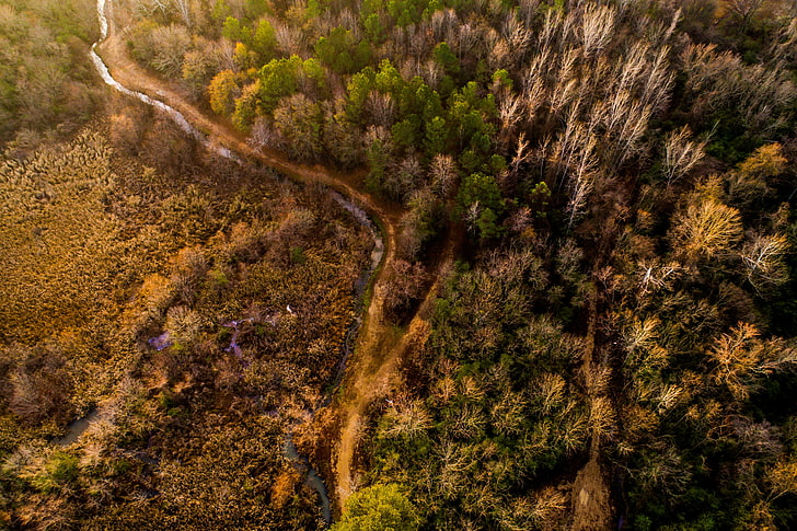 nature, trees, aerial view, river, forest, HDR, plant, growth, HD wallpaper