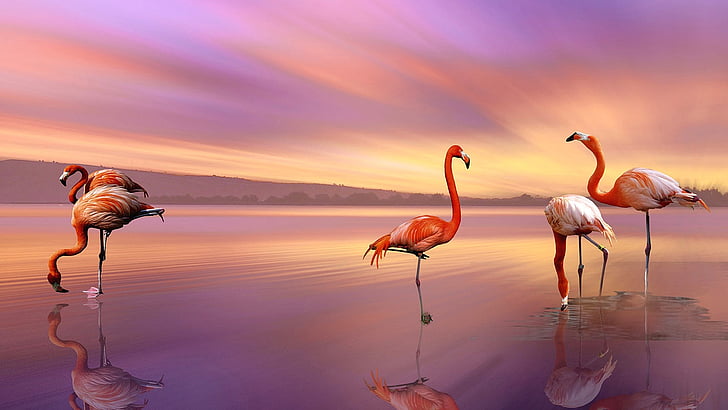 flamingos, water bird, purple sky, birds, sunset