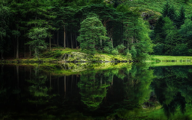 green leafed trees, nature, landscape, mirror, water, lake, forest, HD wallpaper