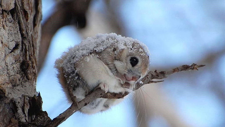japanese flying squirrel, cutest, furry, rodent, momonga, snowy, HD wallpaper