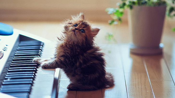 piano, cat, kitty, kitten, cute, music, eyes, look, animal, HD wallpaper