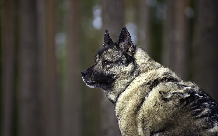 black and tan German Shepherd puppy, animals, wolf, mammals, outdoors