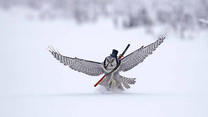 gray owl, winter, snow, humor, photo manipulation, animals, birds, HD wallpaper