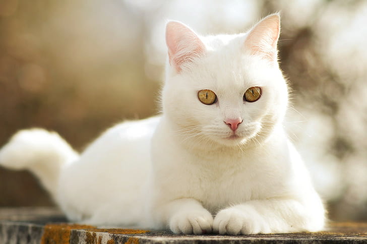 HD wallpaper: White cat cute, beautiful | Wallpaper Flare