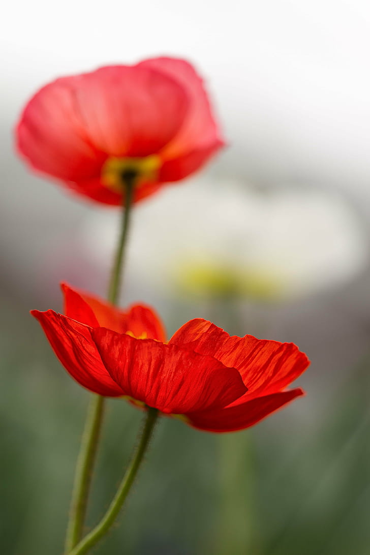 shallow focus photography of red flowers, Ghost, Poppies, floral, HD wallpaper