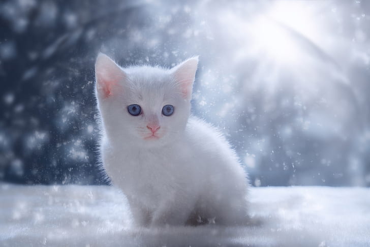 HD wallpaper: snow, kitty, baby, white kitten | Wallpaper Flare