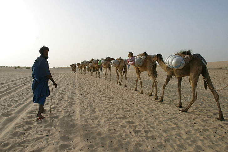 Africa, camels, desert, sand, land, sky, domestic animals, mammal, HD wallpaper
