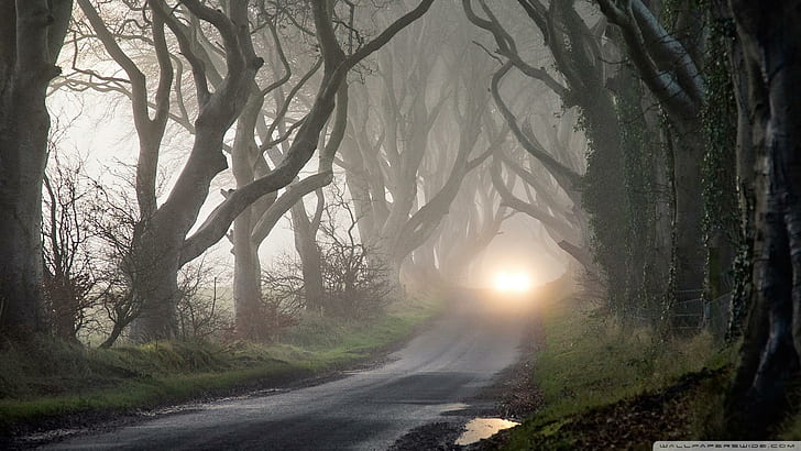 Road Through Haunted Forest, gnarled, branches, light, nature and landscapes