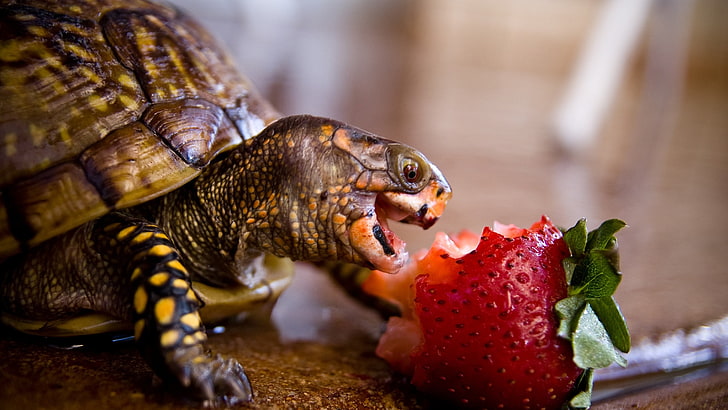 strawberry fruit, turtle, strawberries, animals, tortoises, animal themes, HD wallpaper