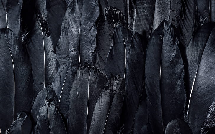 Hd Wallpaper Dark Black Feathers Textures 4k Ultra Hd Background Black Feathers Wallpaper Flare