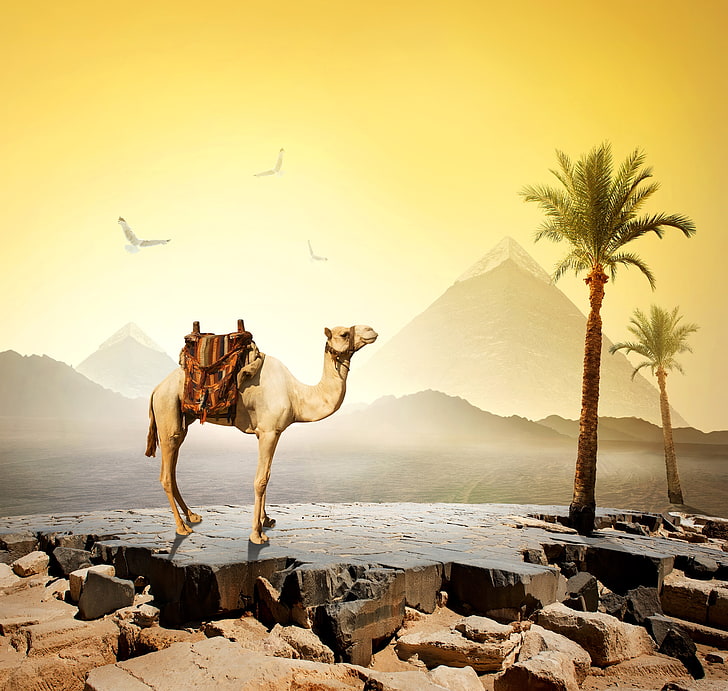 beige camel, the sky, the sun, birds, stones, palm trees, desert, HD wallpaper