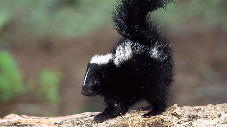 black skunk, baby, saw dust, surface, animal, mammal, nature