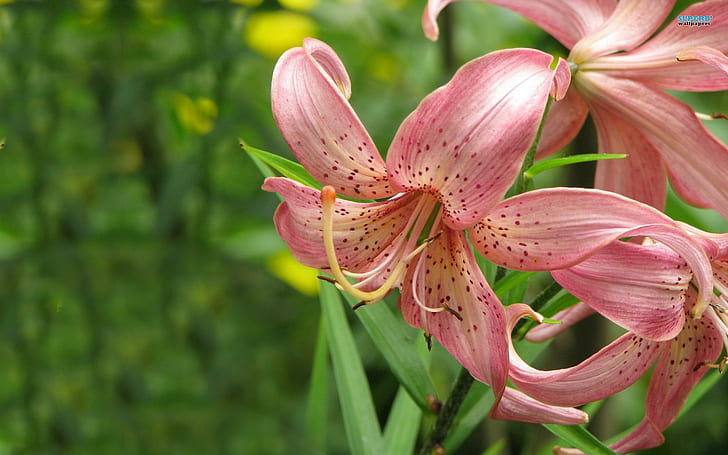 Nature's Elegance, spotted, lilies, pink, flowers, nature and landscapes, HD wallpaper