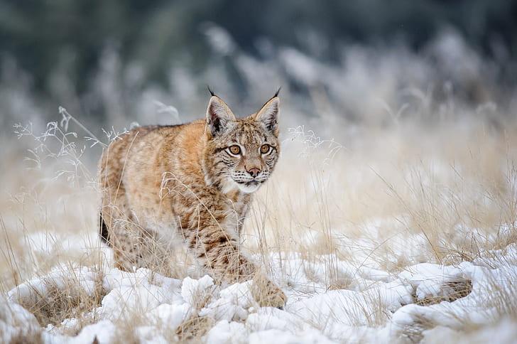 lynx, winter, snow, wildlife, animals, HD wallpaper