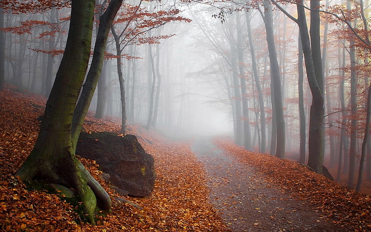 landscape, nature, fall, mist, forest, path, trees, leaves