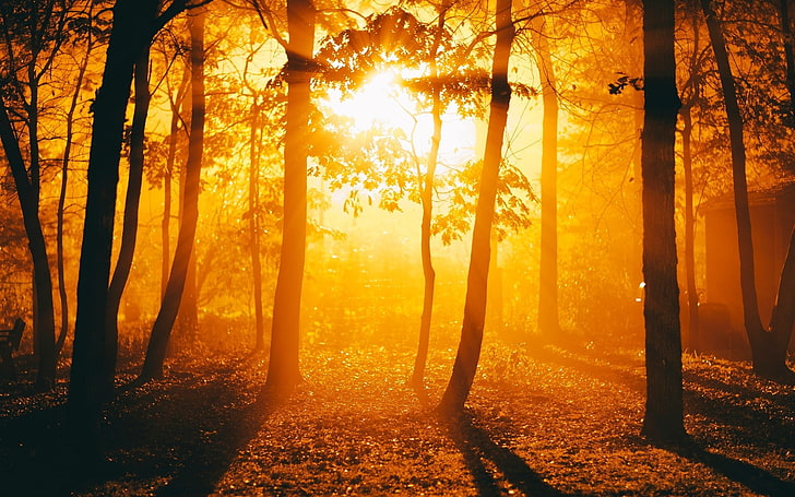 sunlight, trees, Golden Hour, silhouette, forest, land, plant, HD wallpaper