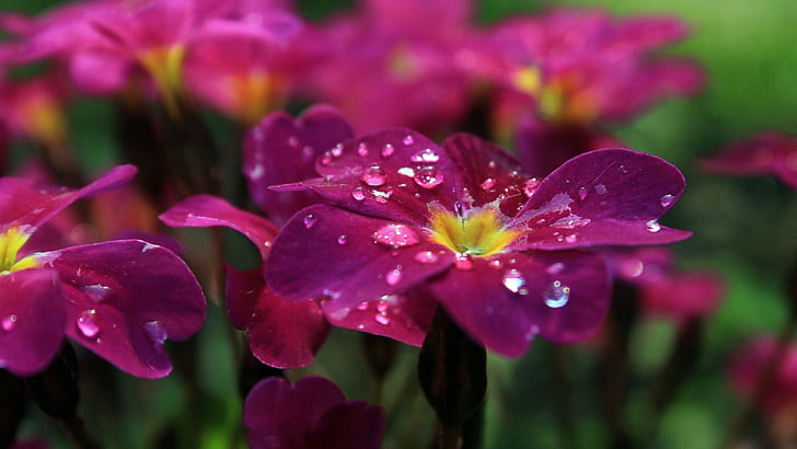 flowers, pink flowers, closeup, pansies, dew, water drops
